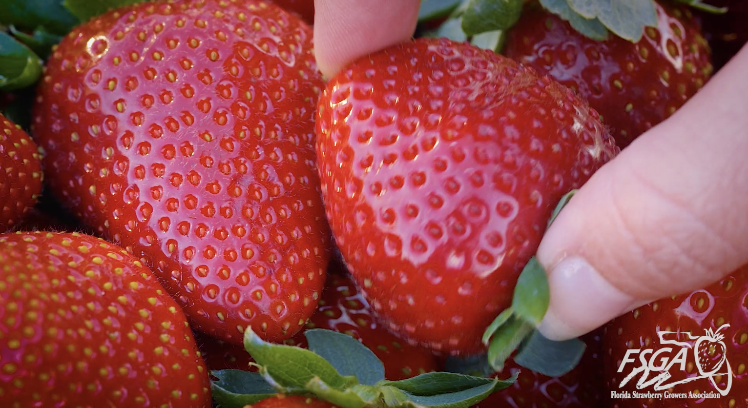 Florida Grown Strawberries!