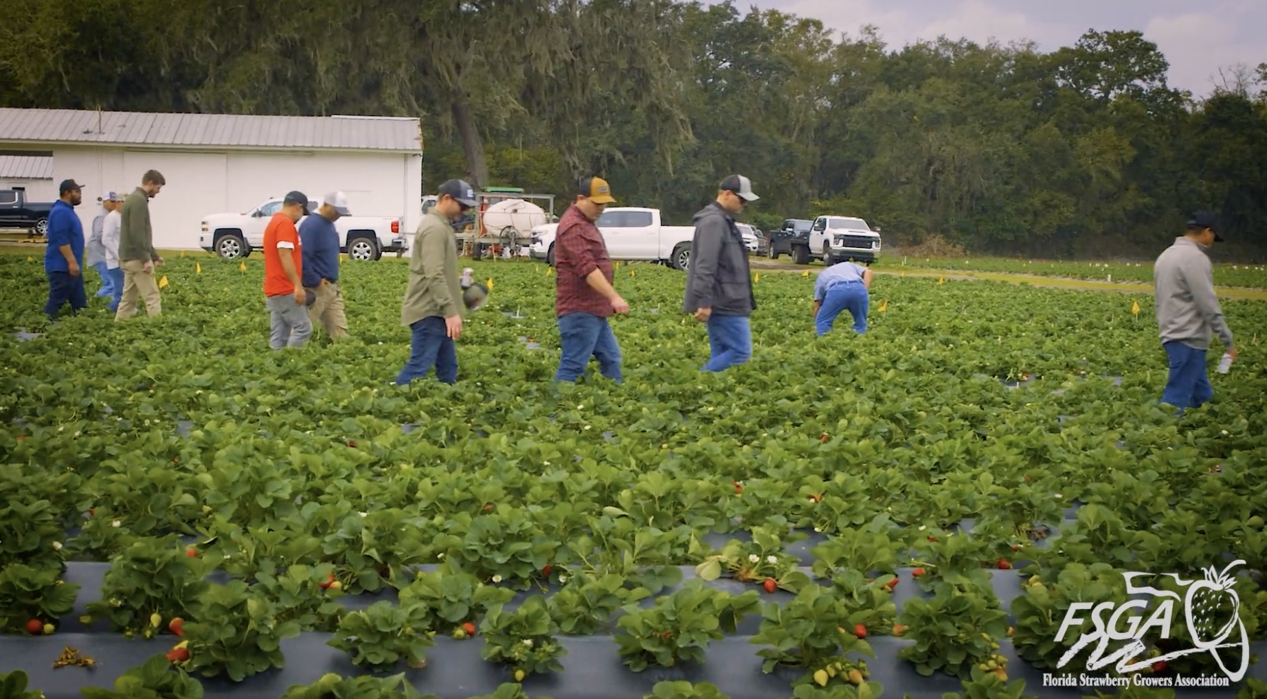 Family Farms & Florida Strawberries!